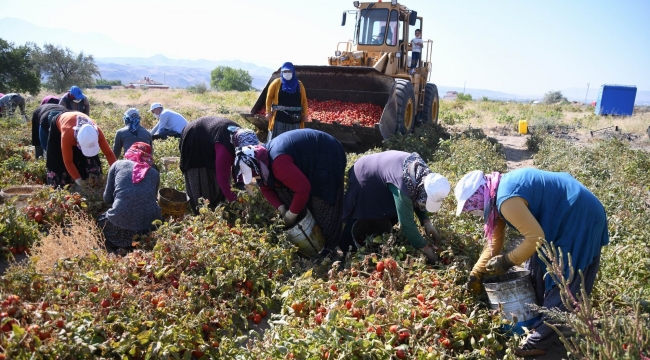 KAYSERİ'DE YETİŞTİRİLİP TÜRKİYE'YE DAĞITILIYOR