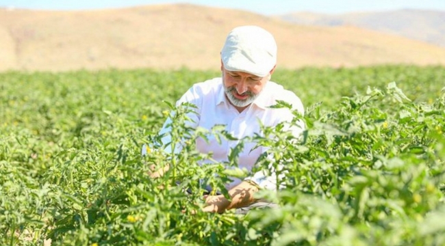 KOCASİNAN BELEDİYESİ KENDİ SALÇASINI ÜRETTİ