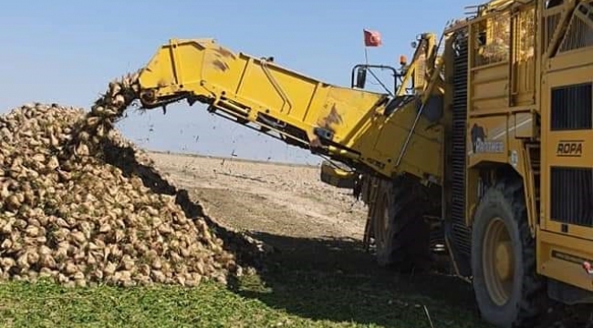 Pancar hasadı Ali Beyhan’ın tarlasından başladı