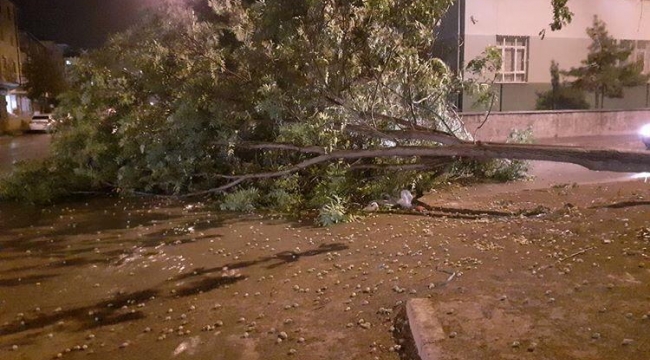 ŞİDDETLİ RÜZGAR AĞAÇLARI DEVİRDİ