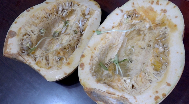 YEŞİLHİSAR'DAKİ BAL KABAĞI ÇEKİRDEĞİNİN KENDİ İÇİNDE FİLİZLENMESİ ŞAŞKINLIK YARATTI