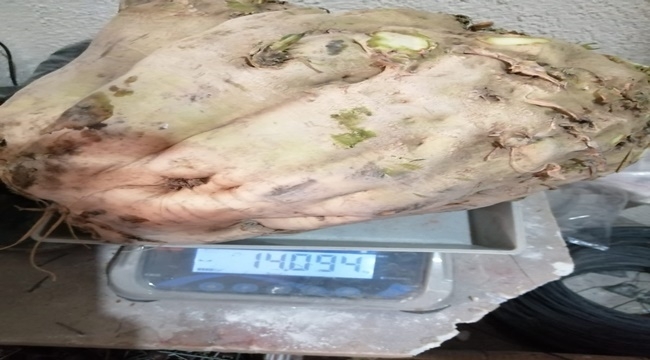 YEŞİLHİSAR'DAKİ 14 KİLO 94 GRAM ŞEKER PANCARI ŞAŞIRTTI