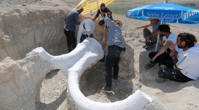 2 YILDA 400'DEN FAZLA FOSİL ÇIKTI