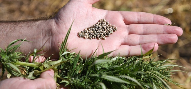 250 DEKAR ALANA KENEVİR