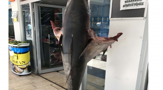 90 KİLOLUK ORKİNOS İLGİ ODAĞI OLDU