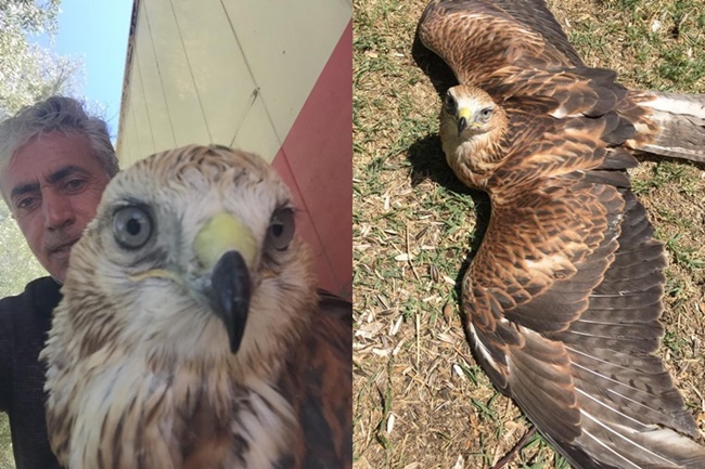 ELLERİYLE KIZIL ŞAHİN BESLİYOR