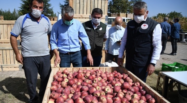 ELMA HASADINA BAŞLANDI