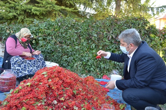 GİLABURU HASADINA BAŞLANDI