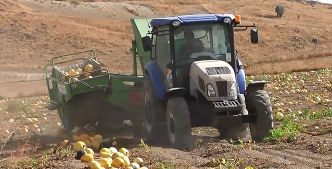 KABAK HASADINA BAŞLANDI