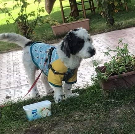 KAYIP KÖPEĞİ BULANA ÖDÜL