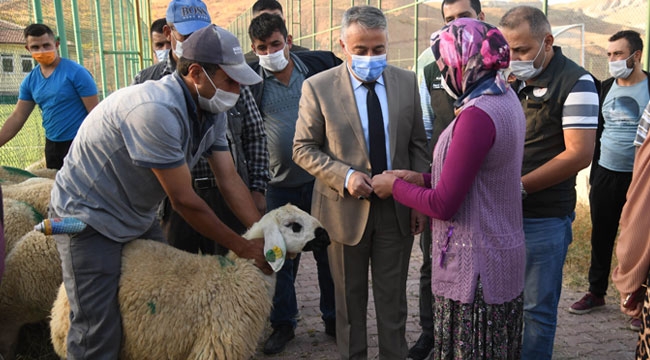 Kayseri'de damızlık koçların dağıtımına başlandı