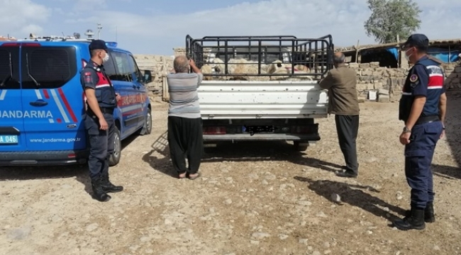 KÜÇÜKBAŞ HAYVAN HIRSIZLARI YAKALANDI