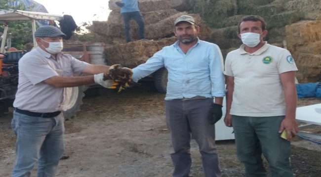 YARALI KIZIL ŞAHİN TESLİM EDİLDİ