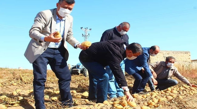 YEŞİLHİSAR'DA PATATES HASADINA DEVAM