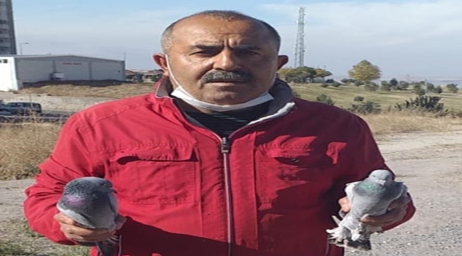 10 BİN TL'LİK 16 GÜVERCİN ÇALINDI