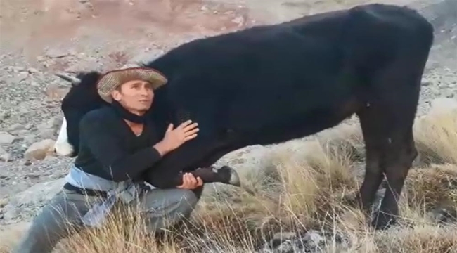 BACAĞI KIRILAN HAMİLE İNEK İÇİN HELİKOPTER İSTEDİ