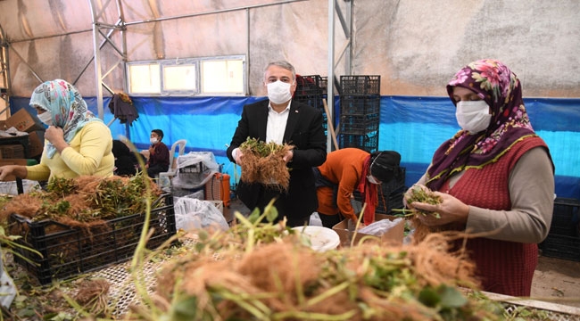 İKİ ÇİLEK FİDESİNDEN BİRİSİ KAYSERİ'DE ÜRETİLİYOR