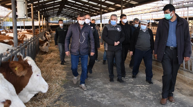 KAYSERİ'DE GEBE DÜVE İHRACATI YAPILDI