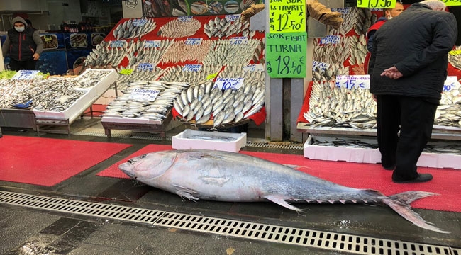 185 KİLOLUK DEV ORKİNOS BALIĞI HAYRETE DÜŞÜRDÜ