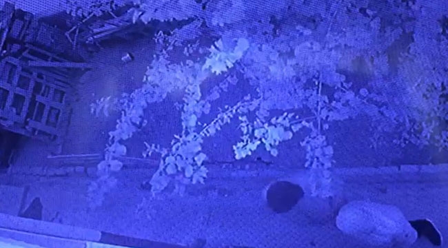 40 BİN TL'LİK DÖVÜŞ HOROZUNU ÇALDIRLAR