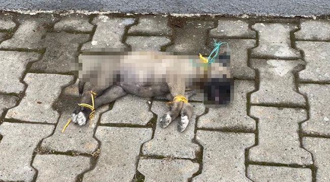KÖPEĞİ CANİCE ÖLDÜRMÜŞLER