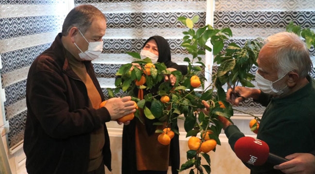 ÖZHASEKİ'YE DALINDAN MANDALİNA