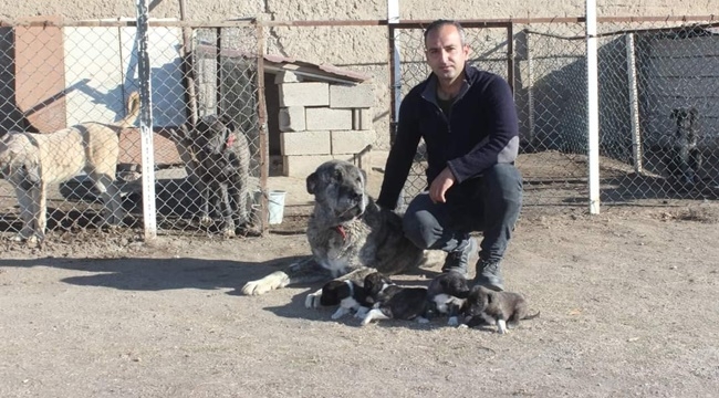 'ÇAPAR KÖPEKLERİ' DENİLİNCE AKLA TOMARZA GELİR