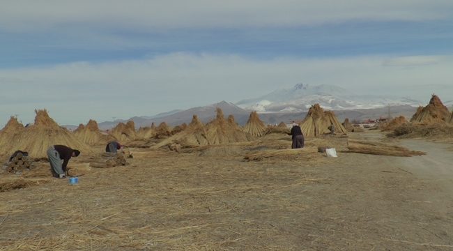 SULTAN SAZLIĞI'NDAKİ KAMIŞLAR İHRACAT EDİLİYOR