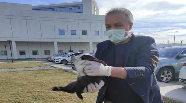 ELBAŞI: 'TAVŞANIN AÇ KALDIĞINI FARKETTİM'