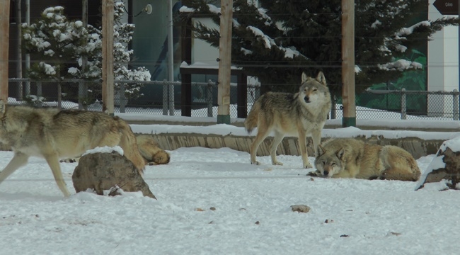 HARİKALAR DİYARI HAYVANAT BAHÇESİ HAZIR