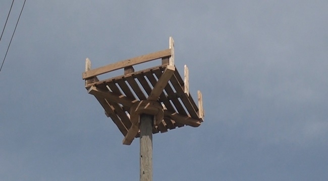 KOCASİNAN'DAN LEYLEKLERE YUVA