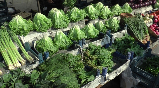 PAZARIN  ZAM ŞAMPİYONU ''MARUL''