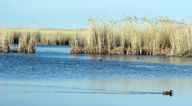 SULTAN SAZLIĞI'NDA GÖÇ HAREKETLİLİĞİ