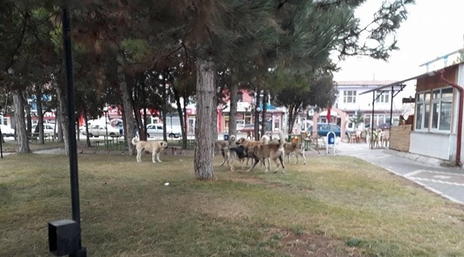 TOMARZALILAR TEDİRGİN