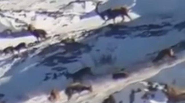 YABAN KEÇİLERİ GÖRÜLDÜ