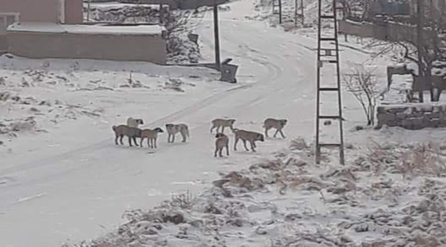 YEŞİLHİSAR'DA KÖPEK PANİĞİ