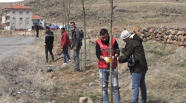 200 AĞAÇ ÇAYLICA'DA TOPRAKLA BULUŞTU