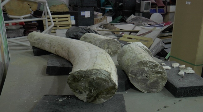 7.5 MİLYON YILLIK FOSİL PALEANTOLOJİ MÜZESİNDE SERGİLENMEK İÇİN HAZIR