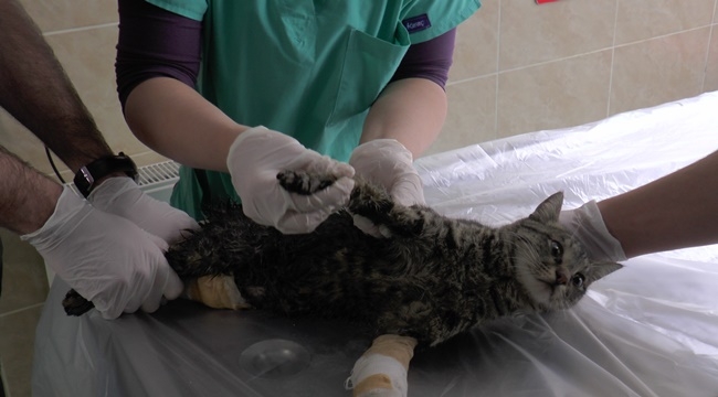 EVCİL HAYVANA İLGİ ARTTI