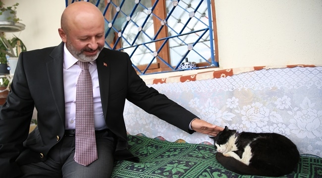 KOCASİNAN'DAN; 'KEDİ KASABASI' PROJESİ