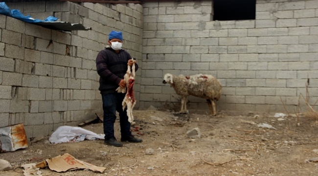 KÖPEKLER 6 KOYUNU TELEF ETTİ