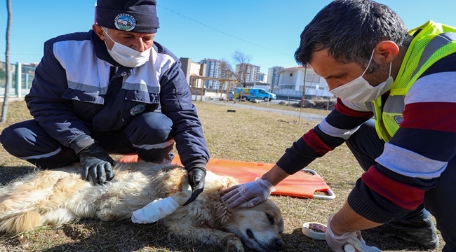 SOKAK HAYVANLARINA ANINDA MÜDAHALE EDİLİYOR