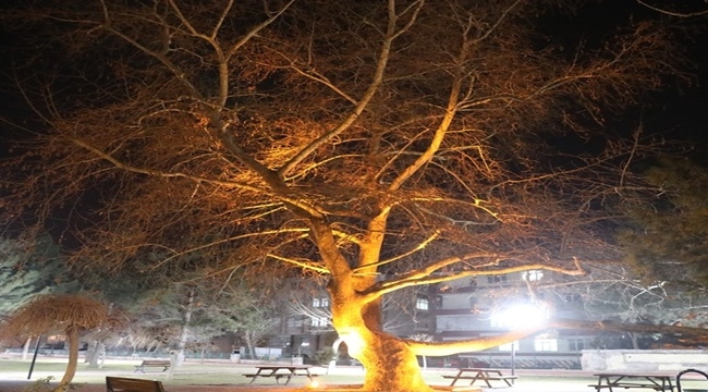 TARİHİ ÇINAR AĞAÇLARI KOCASİNAN'A RENK KATIYOR