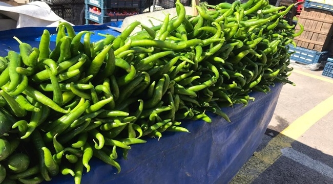 ZAM ŞAMPİYONU BİBER