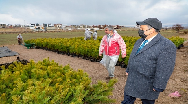 ALİ DAĞIMIZ ORMANA DÖNÜŞECEK