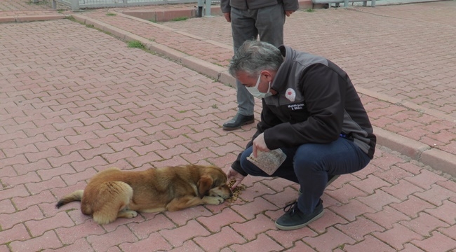 HAYVAN SATIN ALMAK YERİNE MEVCUTTAKİ HAYVANLAR SAHİPLENMELİ