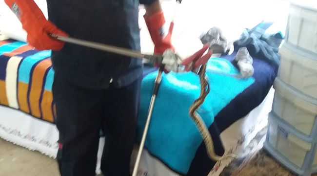 KORKU YAŞATAN YILANI İTFAİYE EKİPLERİ YAKALADI