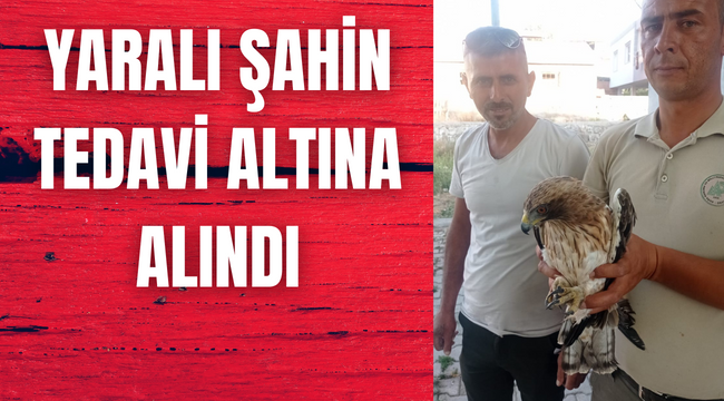 TEDAVİSİ SONRASINDA DOĞAYA SALINACAK
