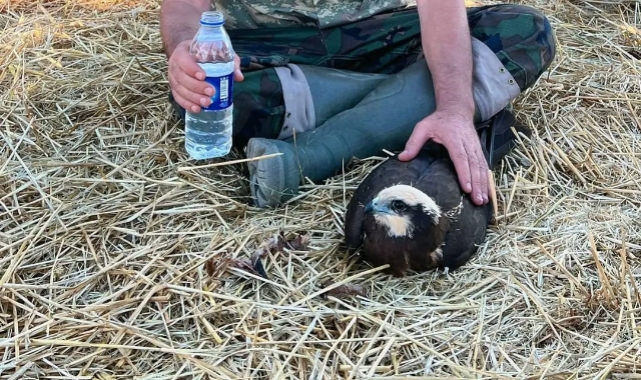 YARALI DOĞANI VATANDAŞ KURTARDI