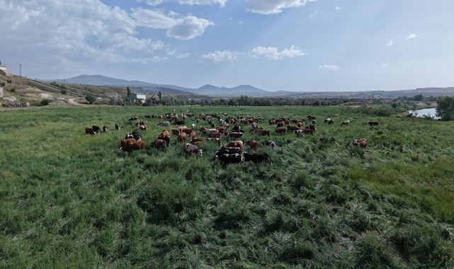 BÜYÜKBAŞ HAYVAN ÜRETİCİLERİNİN YÜZÜ GÜLÜYOR